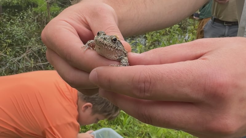 Nearly 500 zoo-bred frogs return to South Mississippi wetlands for first time in decades
