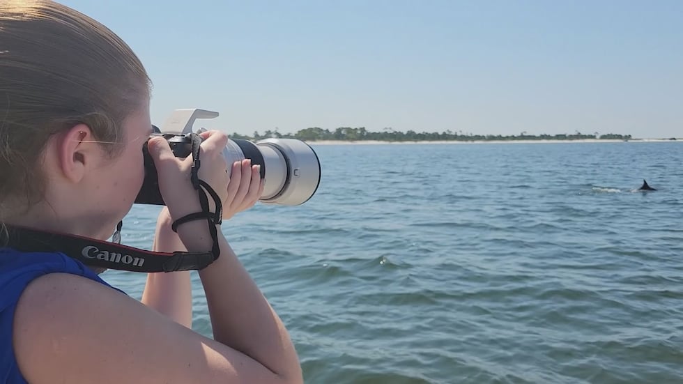 Research shows roughly 700 bottlenose dolphins are permanent residents who don’t leave when...