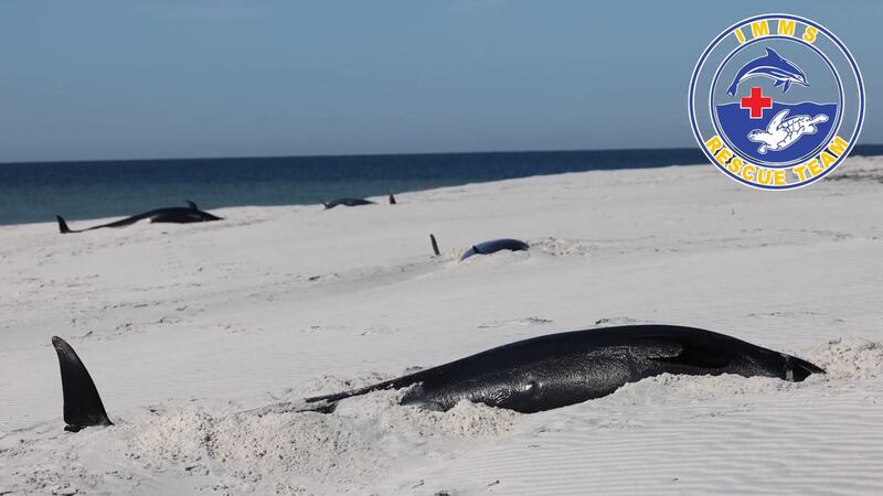 To IMMS's surprise, the dolphins were Pantropical Spotted Dolphins, a species rarely seen in...