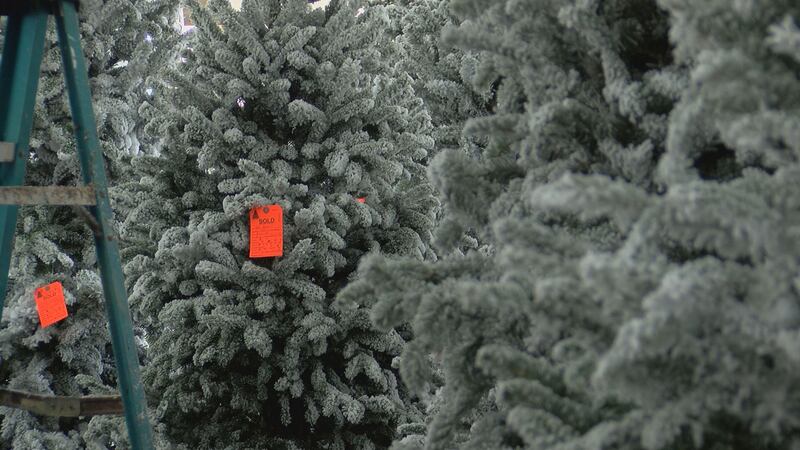 Coast lots are seeing tight supply as a result of a nationwide Christmas tree shortage.