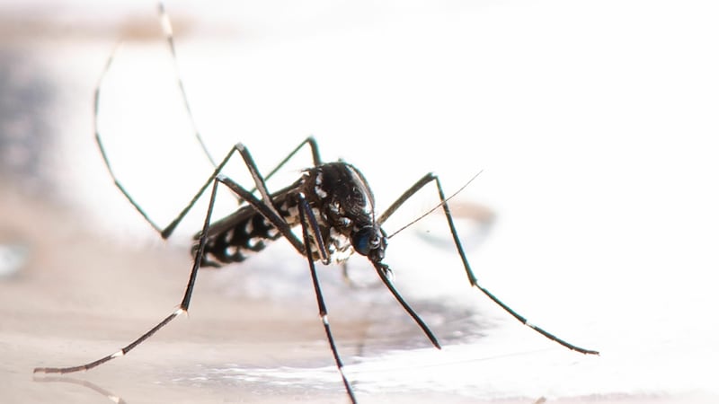 Mosquito