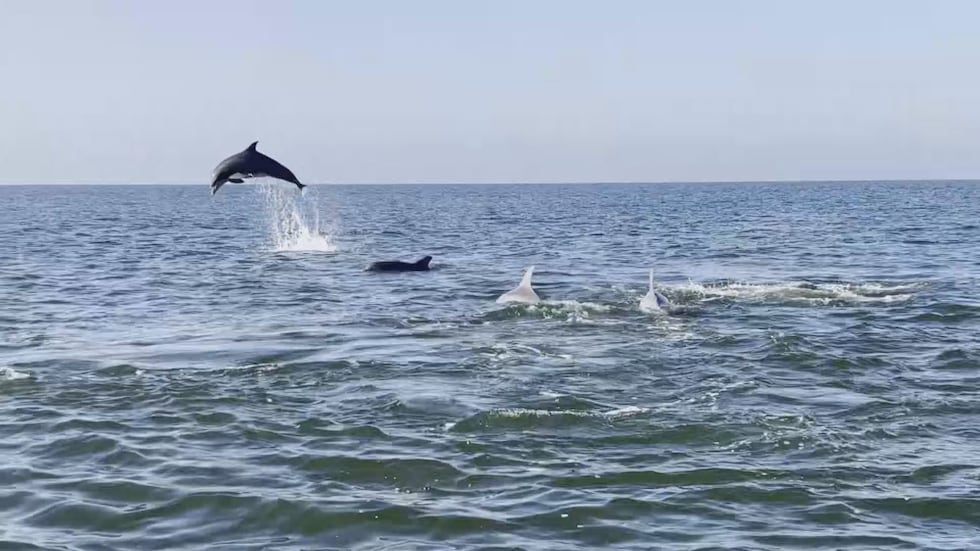Research shows roughly 700 bottlenose dolphins are permanent residents who don’t leave when...