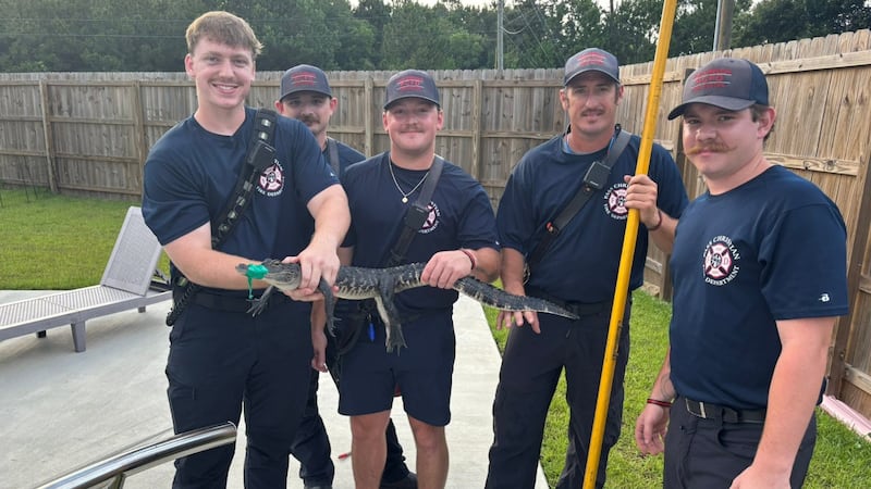 The alligator, dubbed “Gary” by first responders, was relocated safely with no reported injuries.