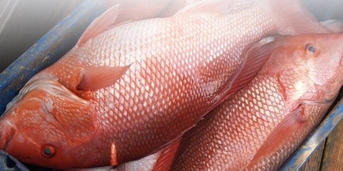 Mississippi Red Snapper season to open Friday