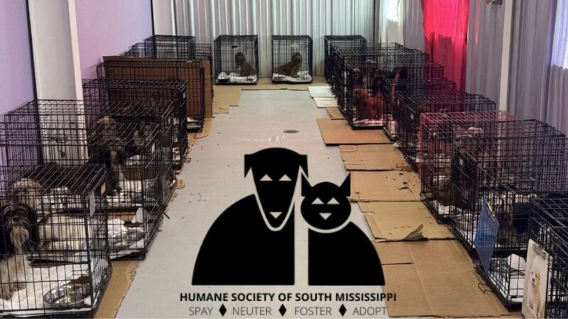HSSM opened its doors to 54 Shih Tzus who were rescued from a puppy mill.