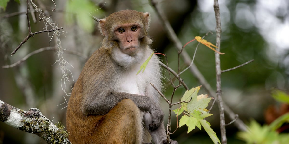 43 monkeys escape research center, prompting warning to residents
