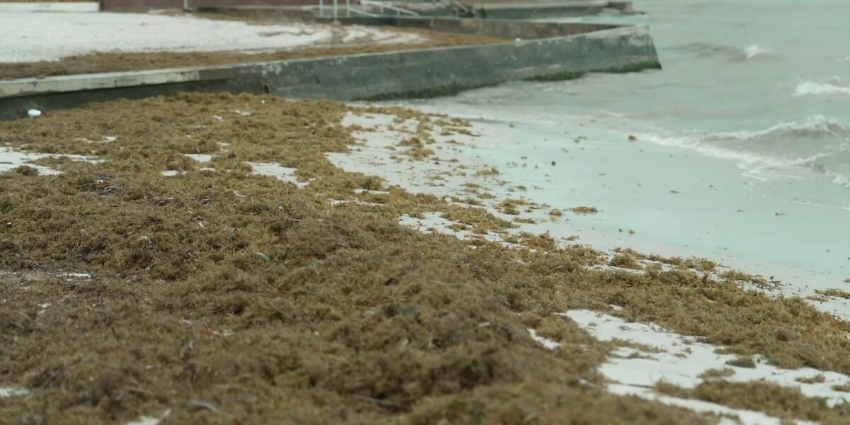 Giant seaweed blob on Florida beaches could contain flesh-eating ...