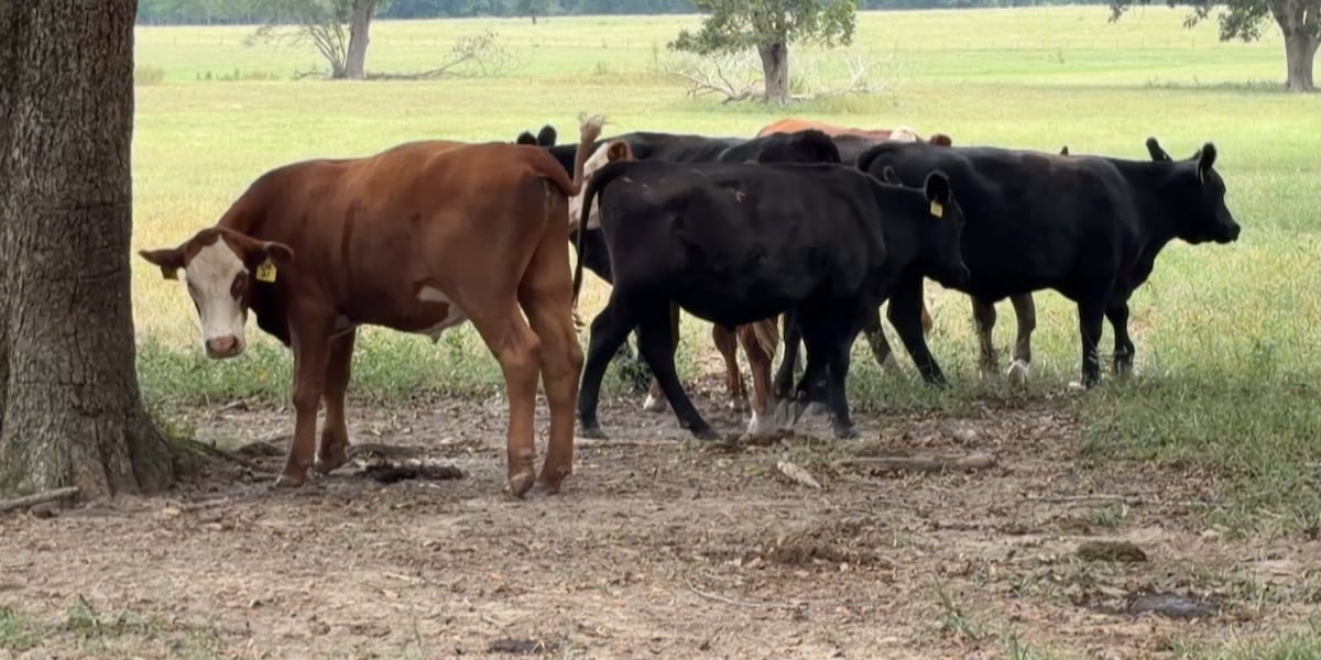 Ocean Springs restaurant, Perkinston farm watch beef import plan