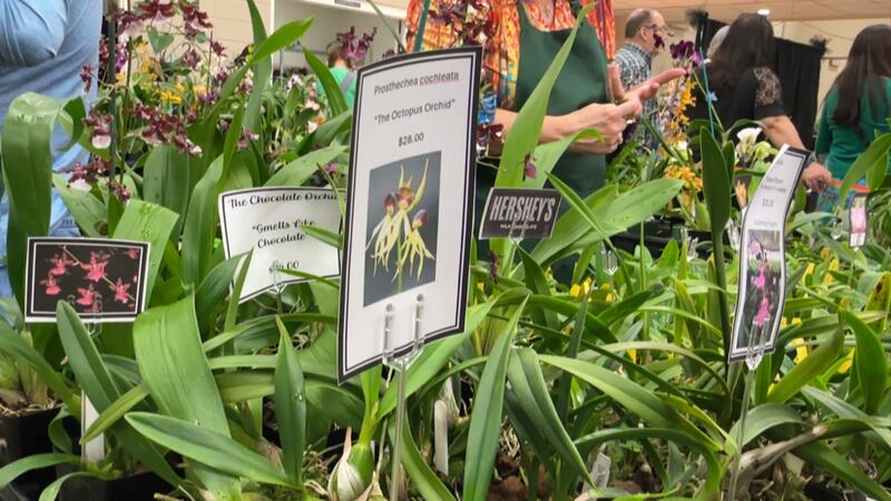The Gulf Coast Orchid Society put on the event.