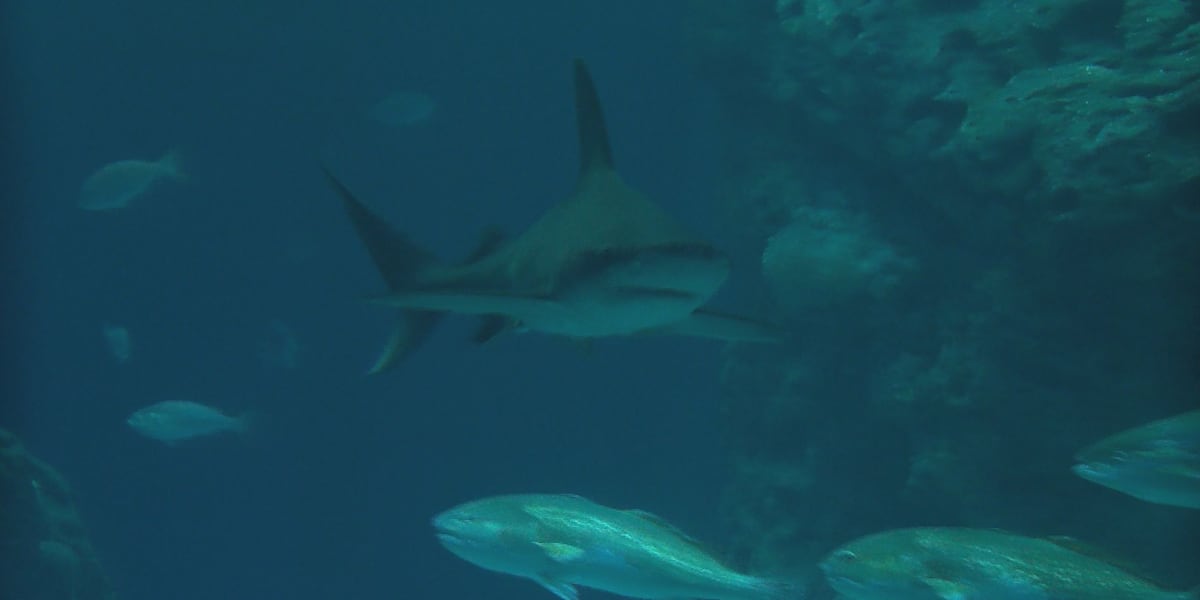‘Ocean of Opportunity’ offers Coast kids free entry to Mississippi Aquarium