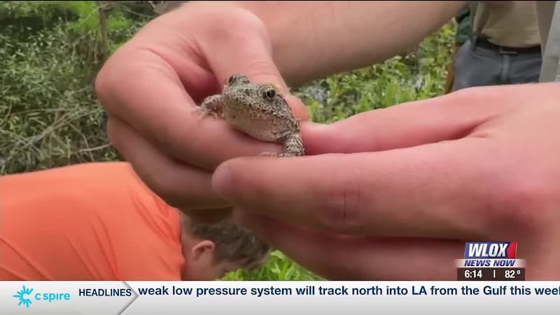 Nearly 500 zoo-bred frogs return to South Mississippi wetlands for first time in decades