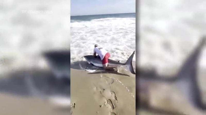 A fisherman in Massachusetts reeled in and released a nine-foot white shark.
